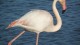 flamant_rose_3