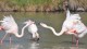 flamants_dispute_3