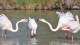 flamants_dispute_4