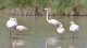 flamants_pont_gau_nruaux_11