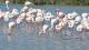 flamants_pont_gau_nruaux_13