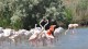 flamants_pont_gau_nruaux_14