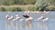 flamants_pont_gau_nruaux_15