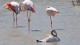 flamants_pont_gau_nruaux_16