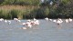 flamants_pont_gau_nruaux_2