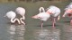 flamants_pont_gau_nruaux_4