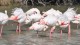 flamants_pont_gau_nruaux_5