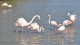 flamants_pont_gau_nruaux_6