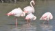 flamants_pont_gau_nruaux_7