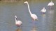 flamants_pont_gau_nruaux_8