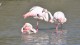 flamants_pont_gau_nruaux_9