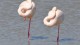 flamants_repos_2