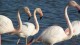 flamants_roses_3