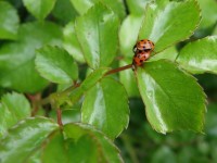 coccinelles