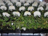 03_chrysantheme_ozukuri
