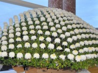 06_chrysantheme_ozukuri