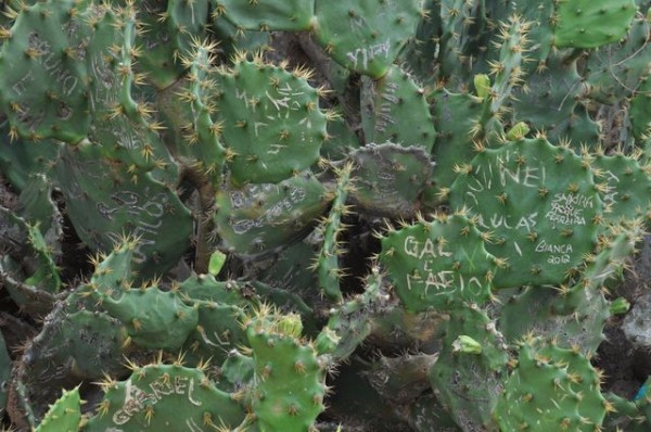 54_cactus