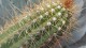 cactus_10