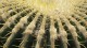 cactus_11