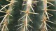 cactus_12