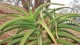 cactus_africa_02