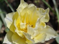 tulipe_maisons_alfort_1