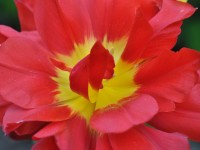 tulipe_maisons_alfort_5