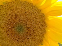 tournesol_1