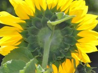 tournesol_dos_1