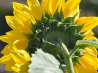 tournesol_dos_2