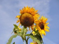 tournesols_1