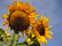 tournesols_2