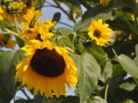 tournesols_3