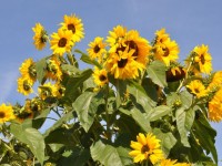 tournesols_4