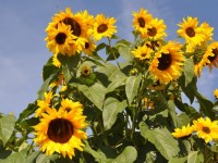 tournesols_5