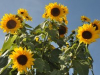 tournesols_8