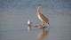 095_pelican_mouette