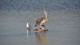 096_pelican_mouette