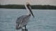 350_rio_lagartos_pelican