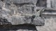400_tulum_iguane