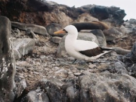 nazca_booby