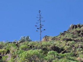 gomera