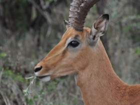 impala