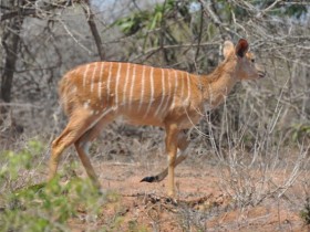 nyala