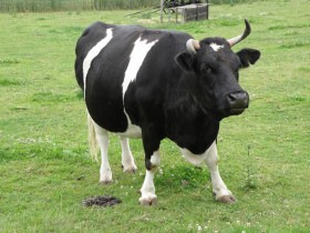 vache