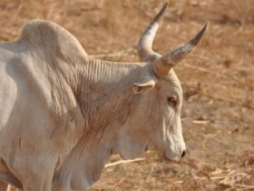 zebu_afrique