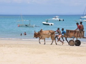 zebu_madagascar