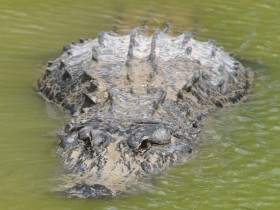 alligator