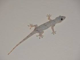 gecko