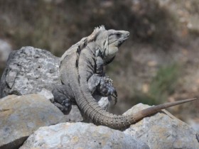 iguane